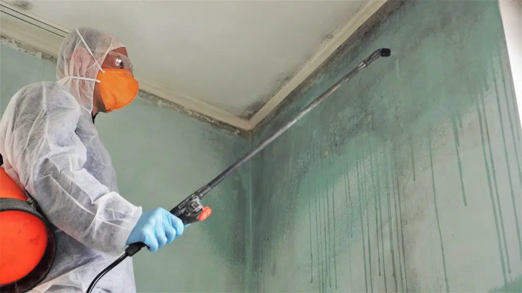 7-Mould-Myths-That-You-Did-Not-Know-Were-Untrue
