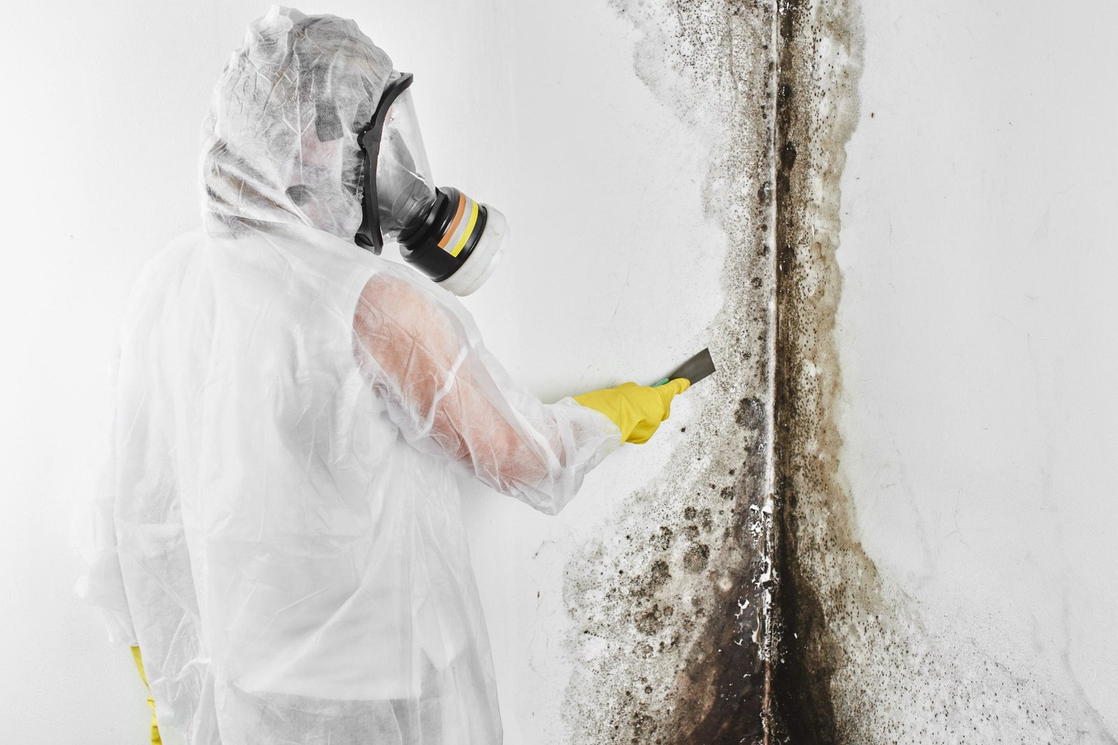 black mold and how it affects health - Mould Hero