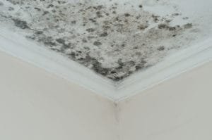 ceiling mold removal singapore