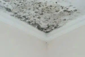 ceiling mold removal singapore
