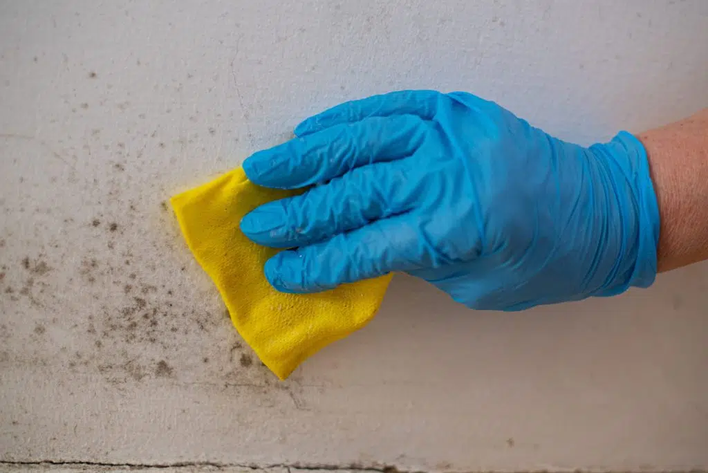 ceiling mould removal singapore