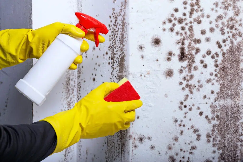 professional mould removal in Singapore
