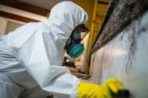 why hire a professional for mould removal